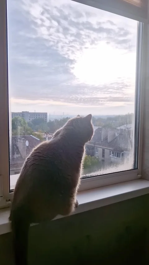Grey Cat Gazing Out Window at Urban Sky Stock Footage 318801786