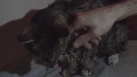 A grey cat getting a good old pet Stock Footage 171336425