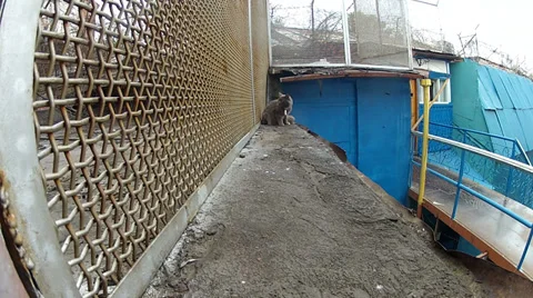 Grey cat goes along the grid 스톡 동영상 32863453