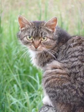 Grey cat on a grass background. Stock Photos
