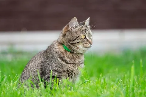 Grey cat on the grass. Stock Photos