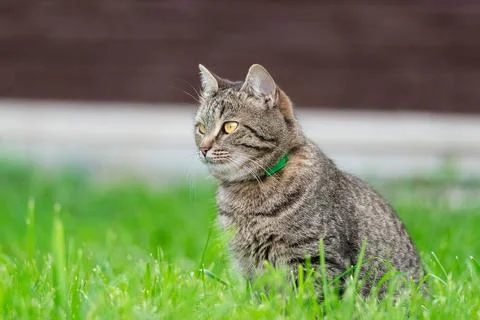Grey cat on the grass Stock Photos