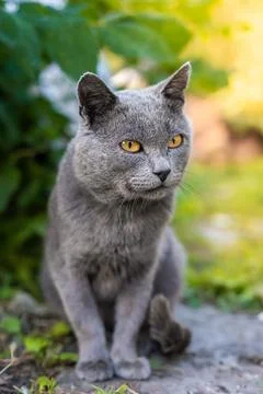 Grey cat on the grass.. Stock Photos