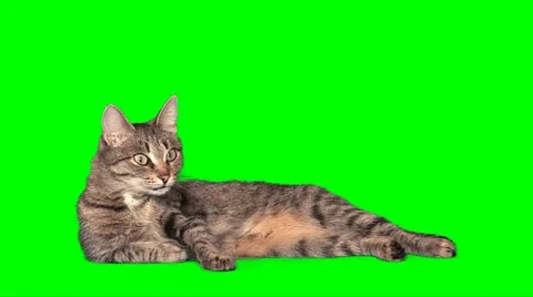 Grey cat having fun Stock Footage 10868422