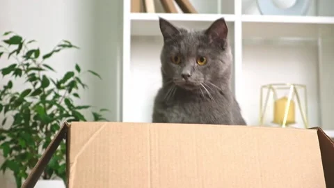The grey cat jumps out of the box. Grey chartreuse is played with cardboard box. Stock Footage 213703620