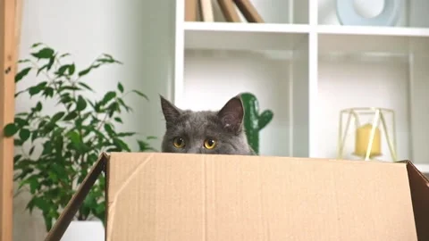 The grey cat jumps out of the box. Grey chartreuse is played with cardboard box. Stock Footage 230711047