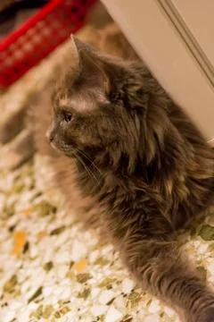 Grey cat at the kitchen Stock Photos