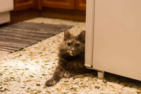 Grey cat at the kitchen Stock Photos