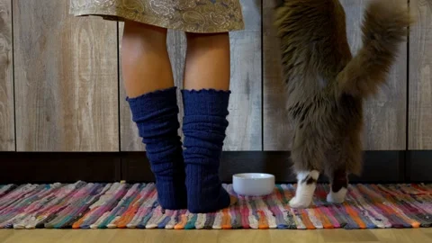 Grey cat in kitchen stands on hind legs begging for fish. Grey cat's Stock Footage 256298391