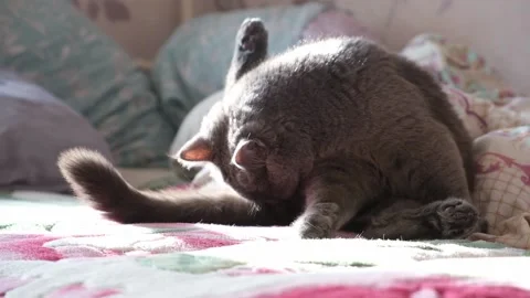 The grey cat is licking himself. Hygiene and cleanliness of cat. Stock Footage 200648545