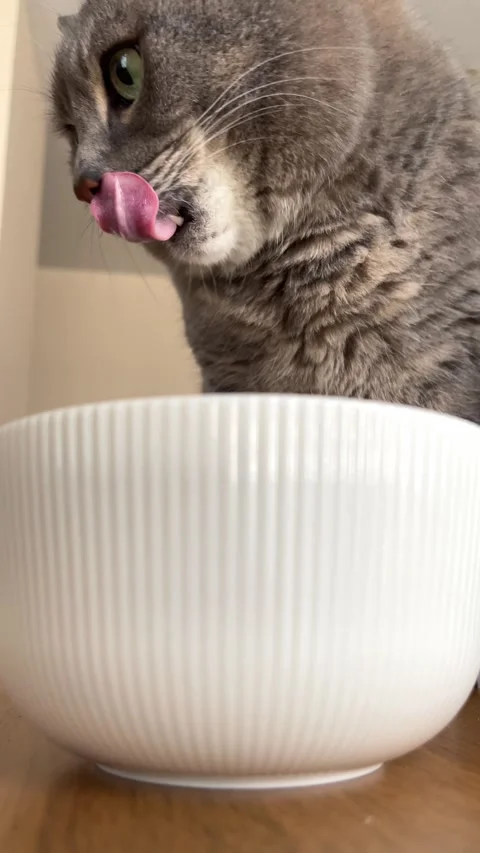 Grey cat licking itself while sitting next to a white ceramic bowl Stock Footage 314576360