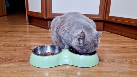 Grey Cat Licking Lips After Eating From Food Bowl Stock Footage 321962387