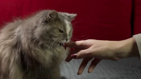 Grey cat licks and sniffs girl's finger Stock Footage 144638839