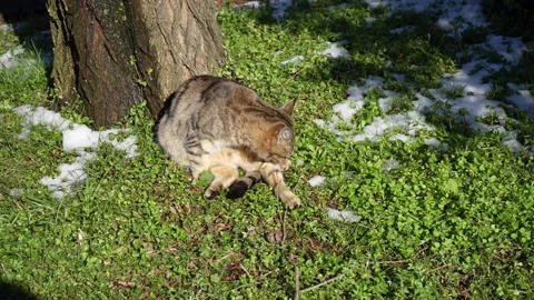 Grey cat licks itself on green snowy lawn. sunny winter day Stock Footage 238525178