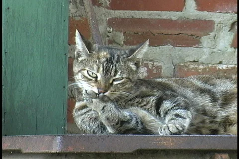 Grey Cat licks paws Stock Footage 763357