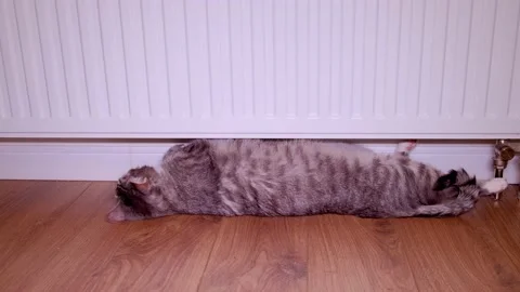 Grey cat lies by the radiator Stock Footage 148076830