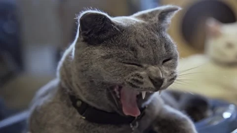 Grey cat looking around slow motion reactions Stock Footage 280934576