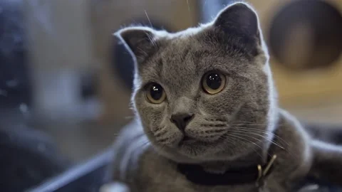 Grey cat looking around slow motion reactions Stock-Footage 280934577