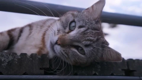 Grey cat looking into the camera Stock Footage 130219410