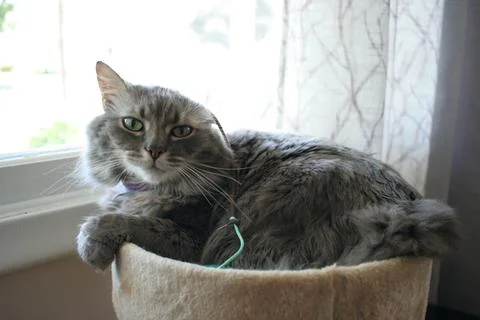 Grey cat looking at camera in front of window 库存照片