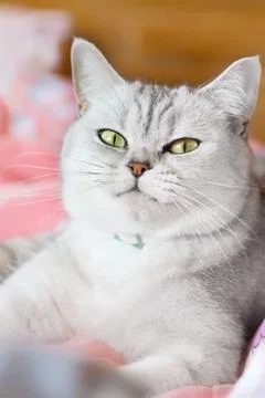 Grey cat looking at the camera. Stock Photos
