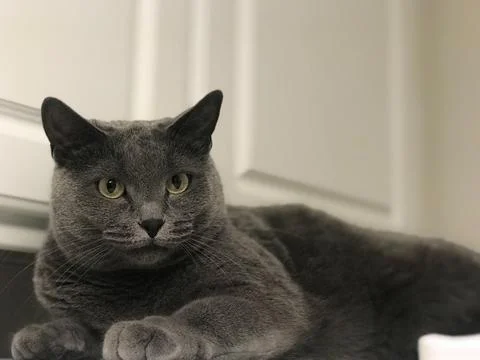 The grey cat looking at the camera Foto stock