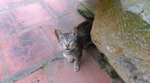 A grey cat looking up in the camera Stock Photos
