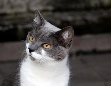 Grey cat looking curious Stock Photos