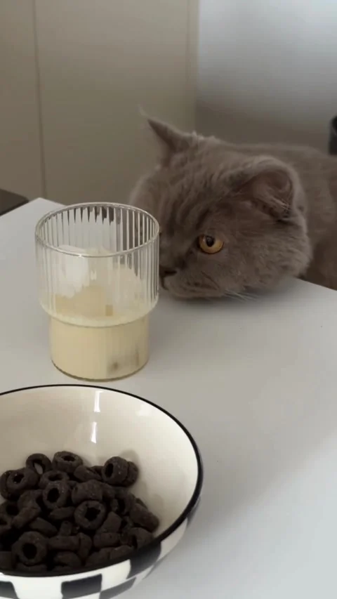 Grey cat looking at dessert and cereal on table Video stock 331770710