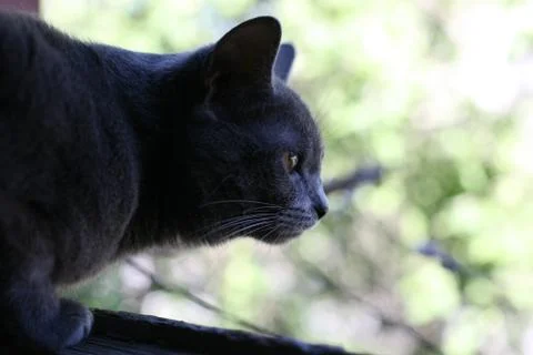Grey cat looking into the distance Stock Photos