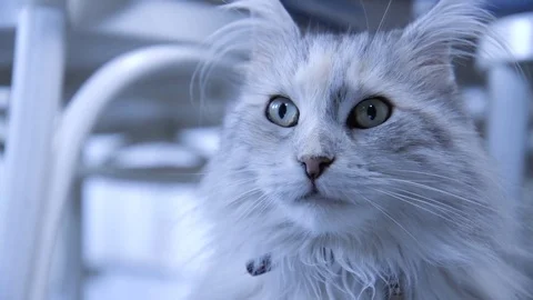 Grey cat looking horizontal Stock Footage 72558972