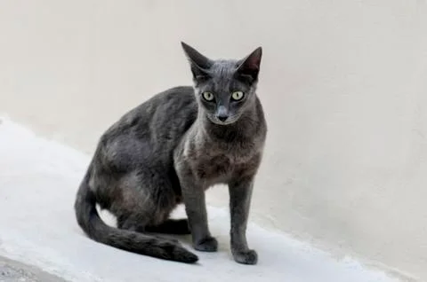 A grey cat is looking Stock Photos