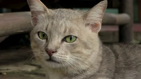 Grey cat looking something Stock Footage 230024822