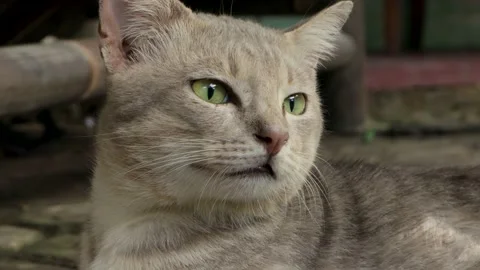 Grey cat looking something Stock Footage 230024835
