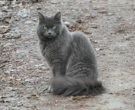Grey Cat (Looking Straight Forward) Stock Photos