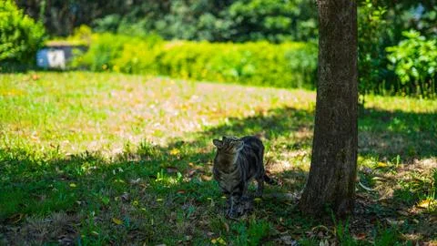 Grey cat looking up to a tree to climb Stock Photos