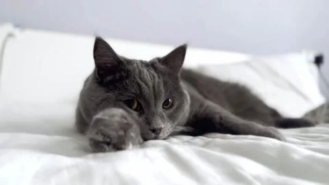 The grey cat is lying on the bed and licking his paws. cat is getting ready for Stock Footage 262577725