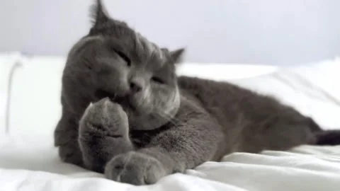 The grey cat is lying on the bed and licking his paws. cat is getting ready for Stock Footage 262577742