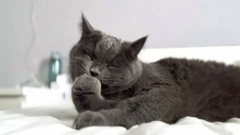 The grey cat is lying on the bed and licking his paws. cat is getting ready for Stock Footage 262577806