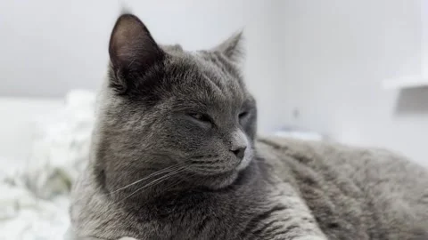 The grey cat is lying on the bed and licking his paws. cat is getting ready for Stock Footage 262577832