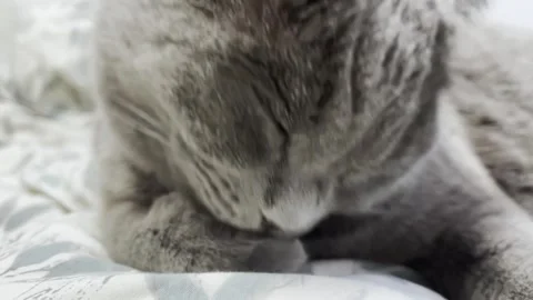 The grey cat is lying on the bed and licking his paws. cat is getting ready for Stock Footage 262577873