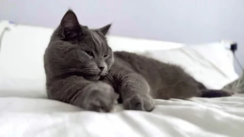 The grey cat is lying on the bed and licking his paws. cat is getting ready for Stock Footage 262577884