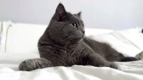 The grey cat is lying on the bed and licking his paws. cat is getting ready for Stock Footage 262577890
