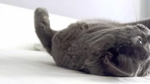 The grey cat is lying on the bed and licking his paws. cat is getting ready for Stock Footage 262578040
