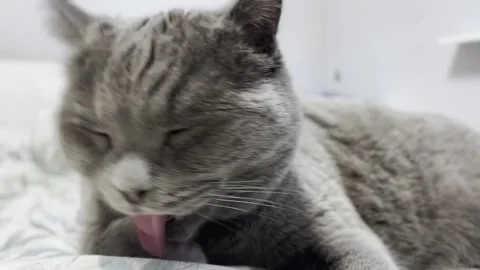 The grey cat is lying on the bed and licking his paws. cat is getting ready for Stock Footage 262578059
