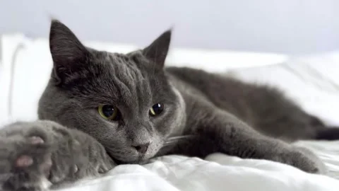 The grey cat is lying on the bed and licking his paws. cat is getting ready for Stock Footage 262578070