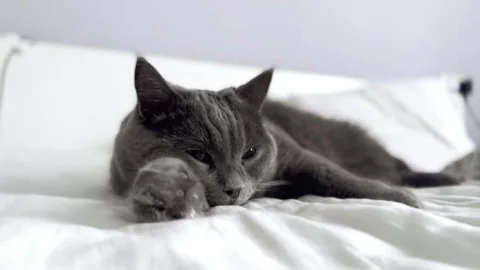 The grey cat is lying on the bed and licking his paws. cat is getting ready for Stock Footage 262578235