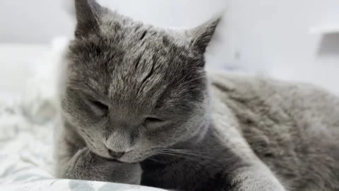 The grey cat is lying on the bed and licking his paws. cat is getting ready for Stock Footage 262578246