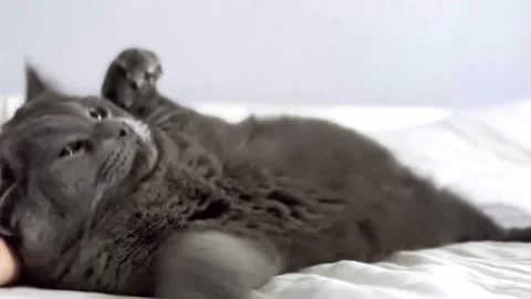 The grey cat is lying on the bed and licking his paws. cat is getting ready for Stock Footage 262578281