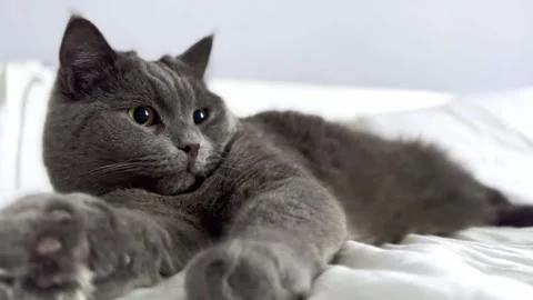 The grey cat is lying on the bed and licking his paws. cat is getting ready for Stock Footage 262578326